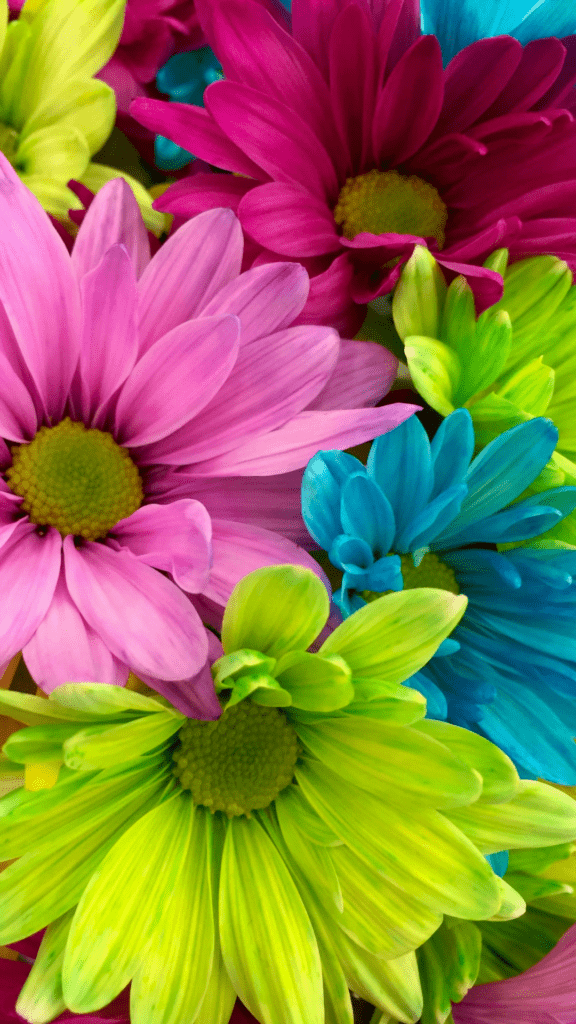 bright colourful flowers