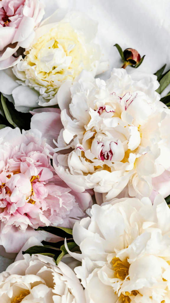 white and light pink flowers