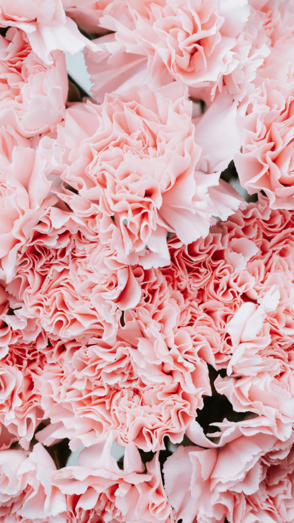 pink flowers