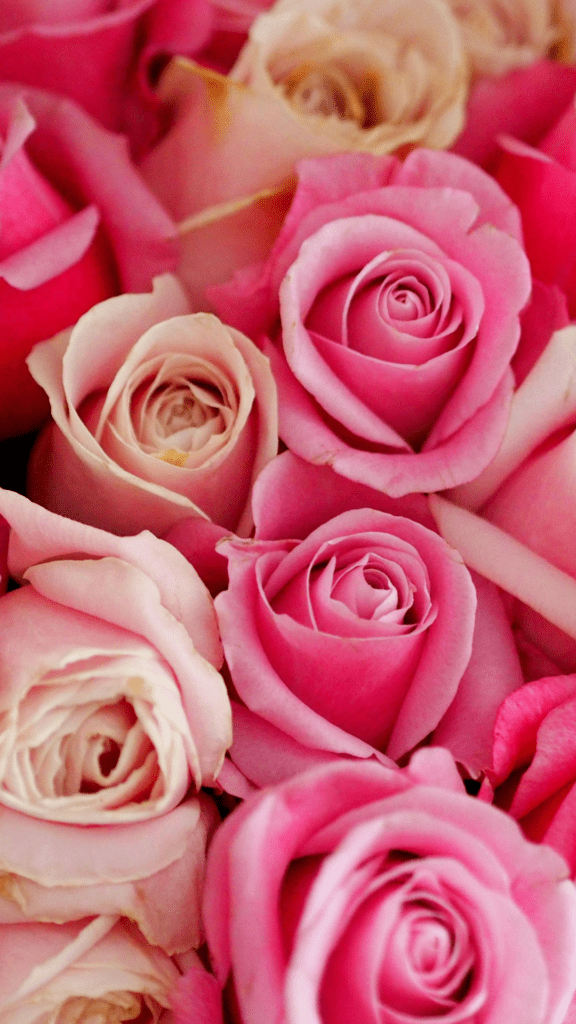 pink roses