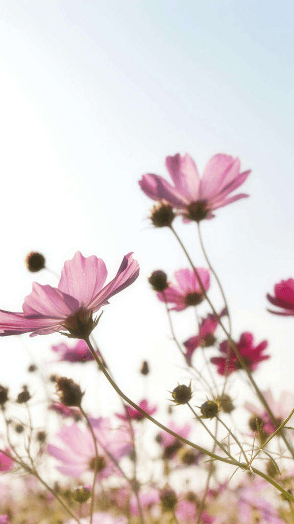 pink flowers