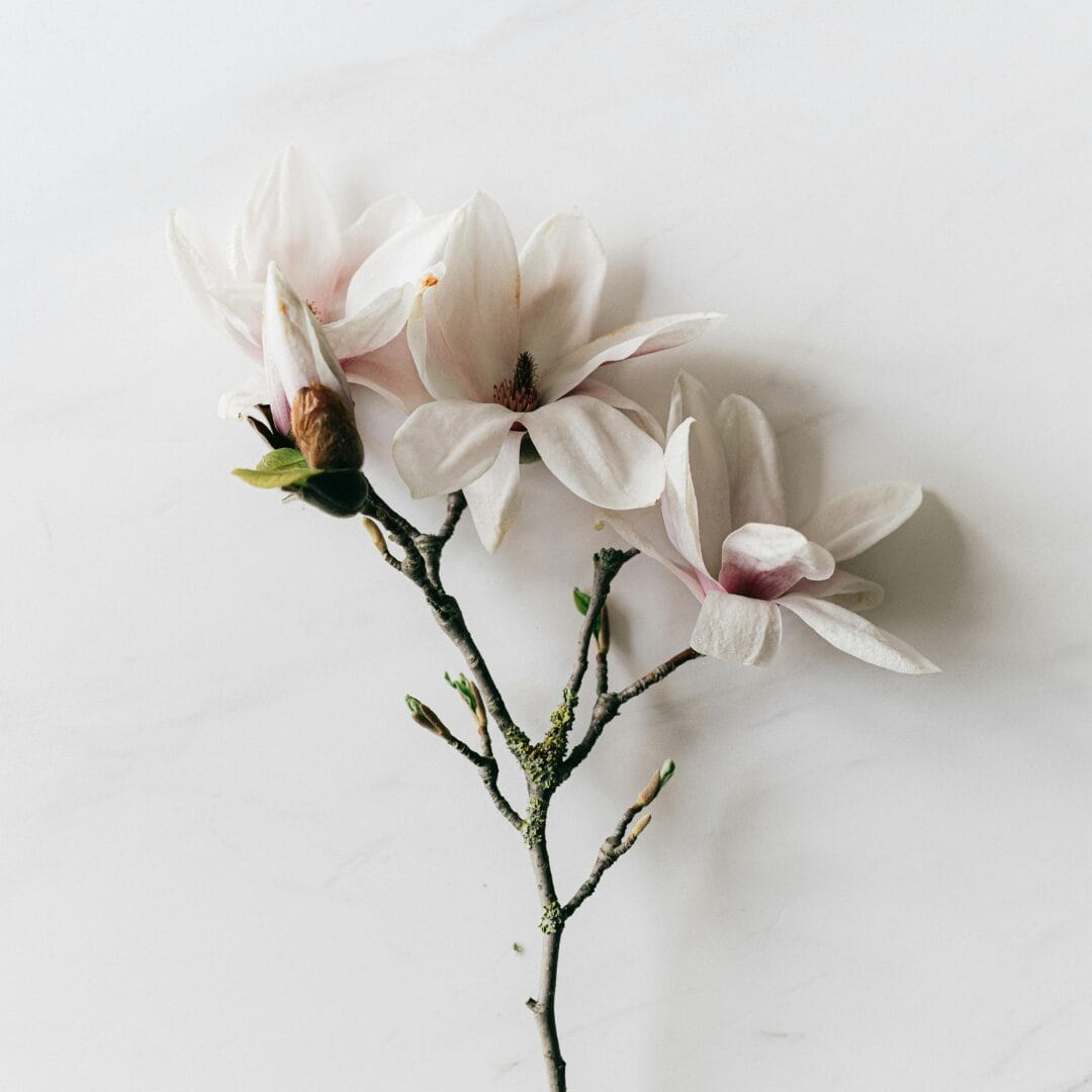 Delicate fresh Magnolia sprig on marble background - Why I’m Embracing ‘Good Enough’ as the New Perfect - 7 Reasons