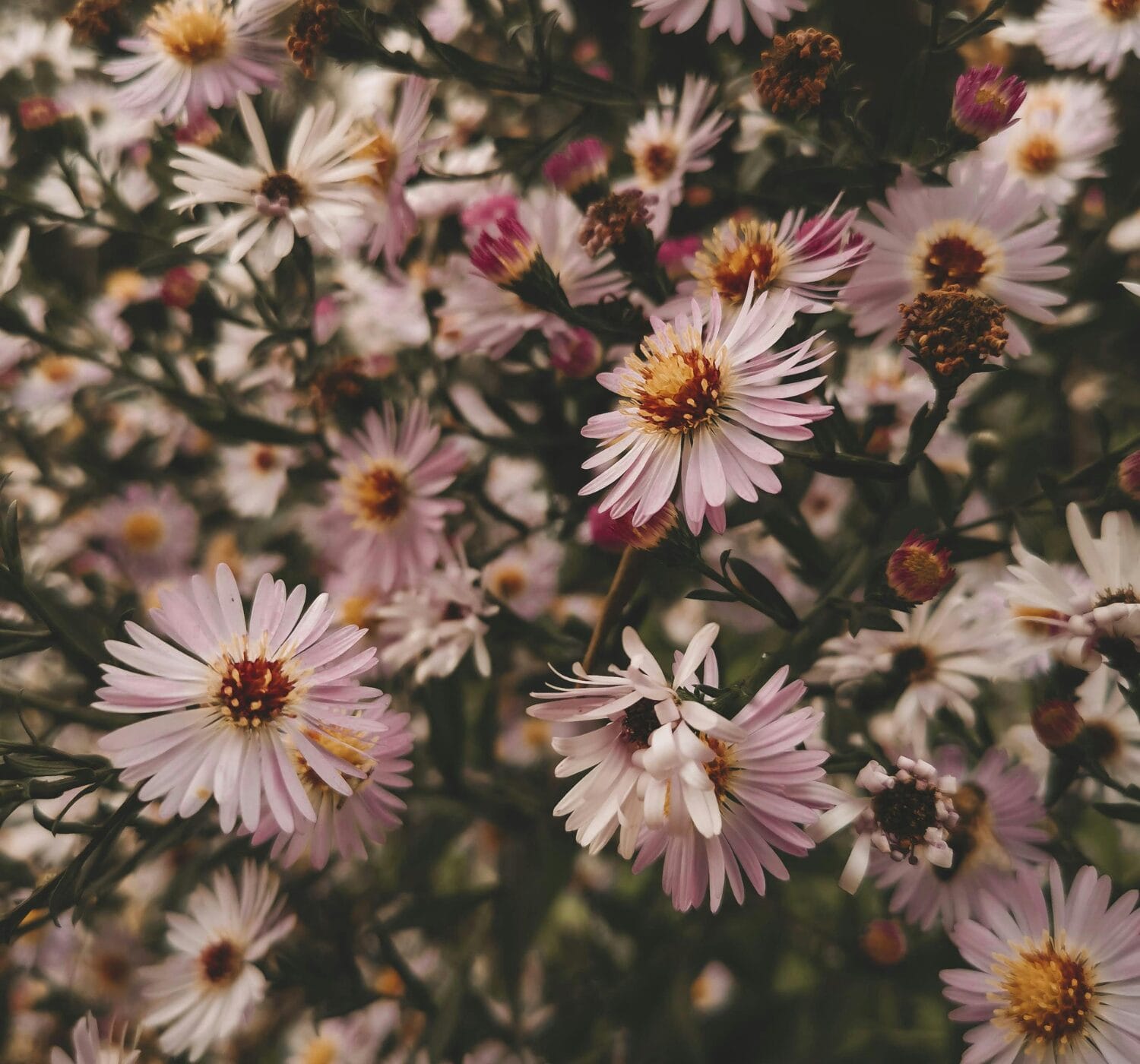 138 Gratitude Quotes to Inspire Joy, Positivity, and a Thankful Heart