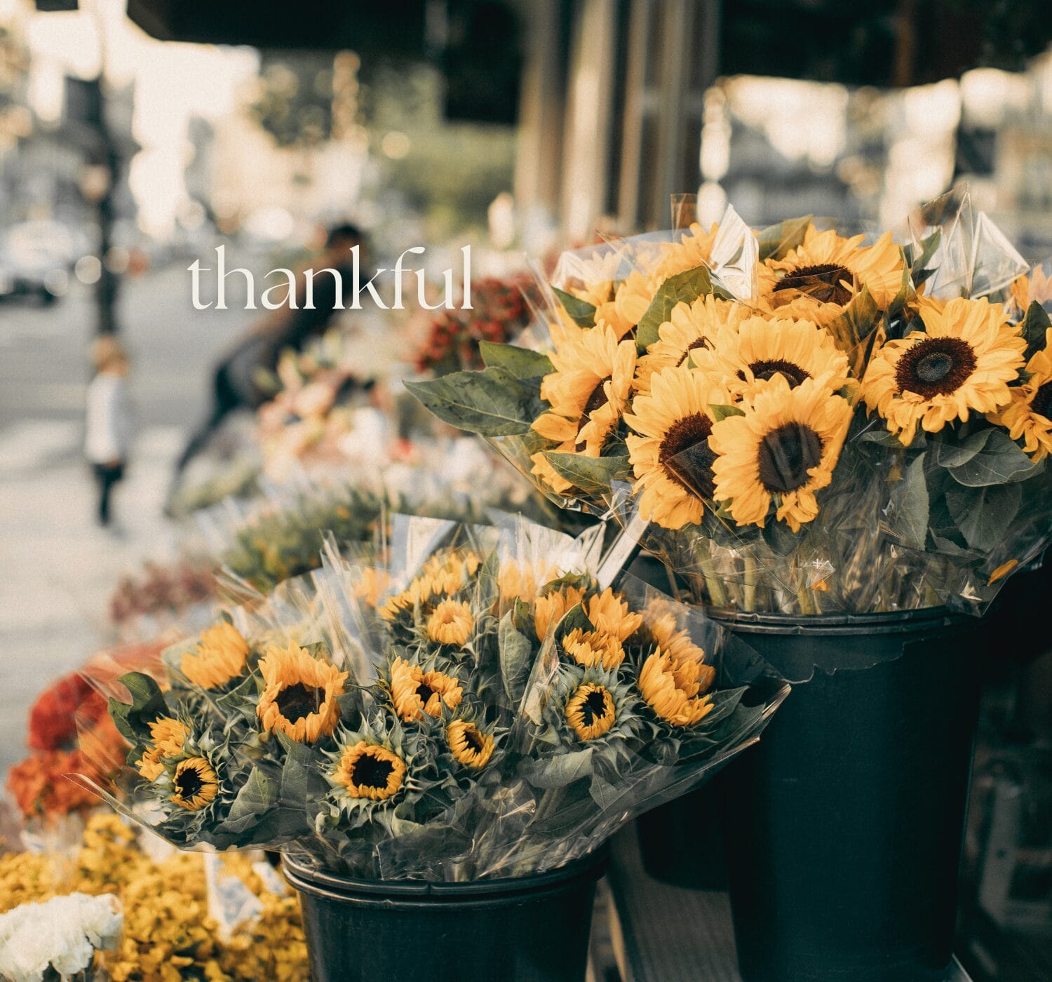 138 Gratitude Quotes to Inspire Joy, Positivity, and a Thankful Heart