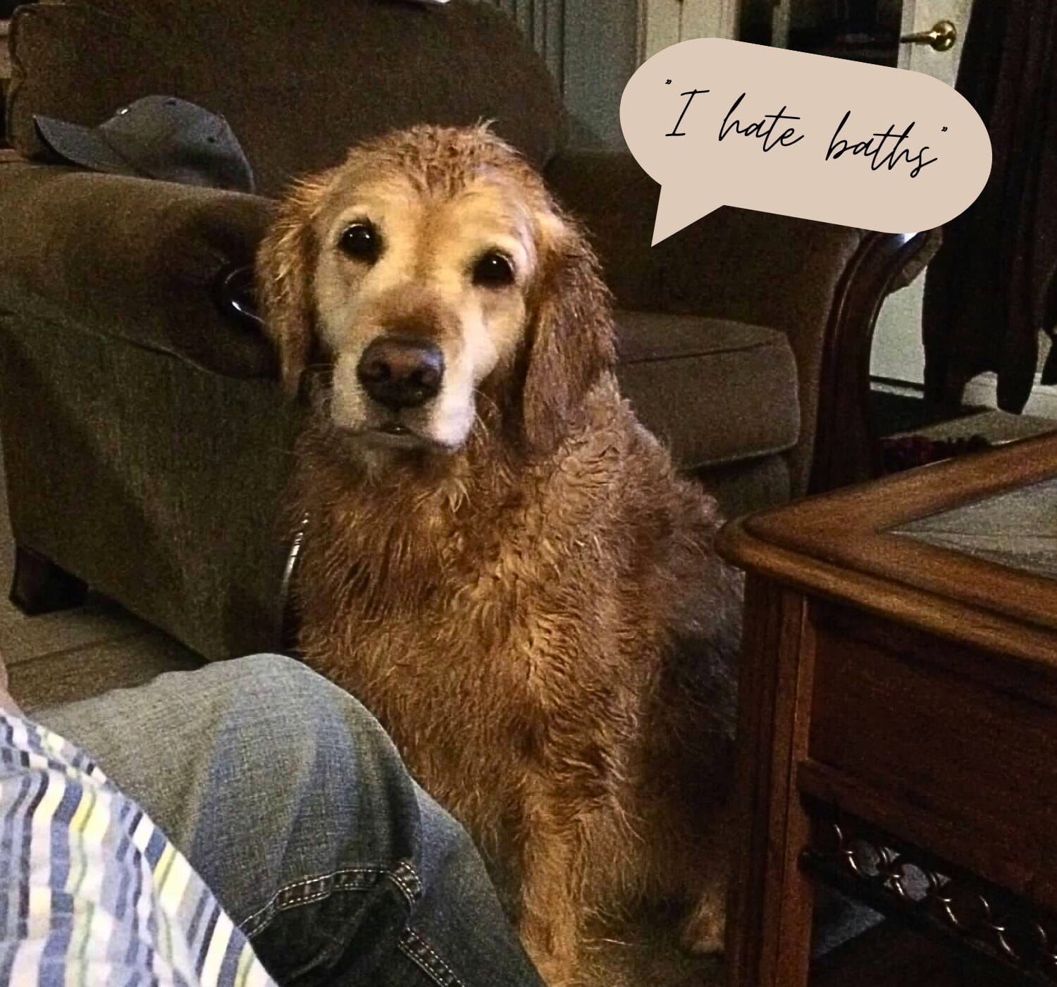 What Having a Dog Has Taught Me About Daily Life
