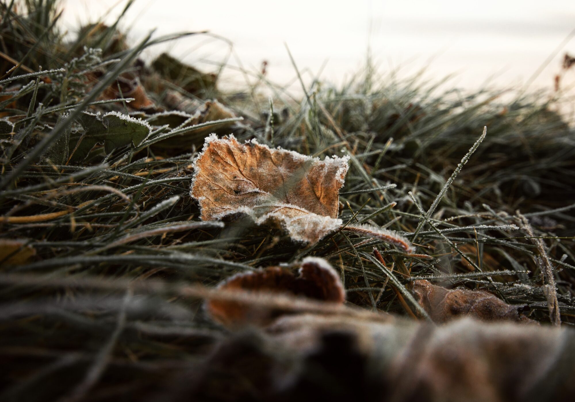 25+ November Quotes for Gratitude, Cozy Vibes, & Slow Living